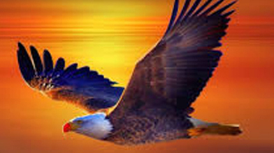  Kennedy Eagle Image